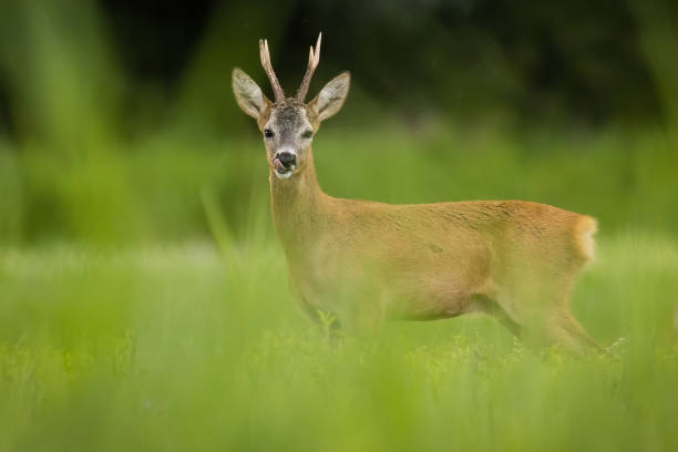 istock Roe deer looking to the camera on grassland in summer 1382986794