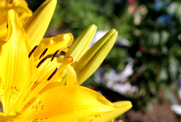 istock Yellow lilies bloom in the sun. 1382986805