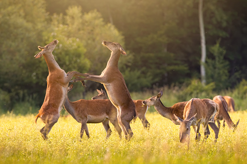 Group red deer, cervus elaphus, fighting on meadow in summer sunlight. Two female mammals in battle with other in background on grass. Bunch of hinds standing on glade.