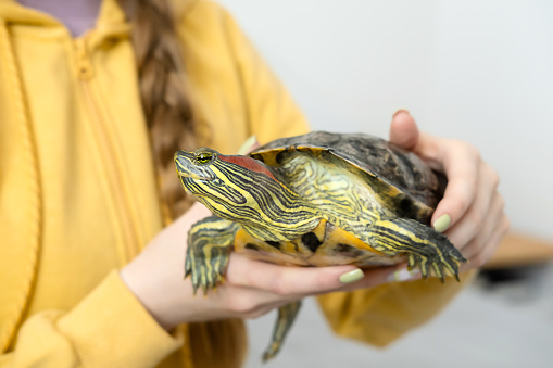 Domestic red-eared turtle Trachemys scripta in female hands close-up. Pet care