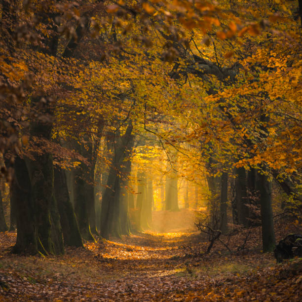 istock Path in a fall forest during an early autumn morning 1382988273