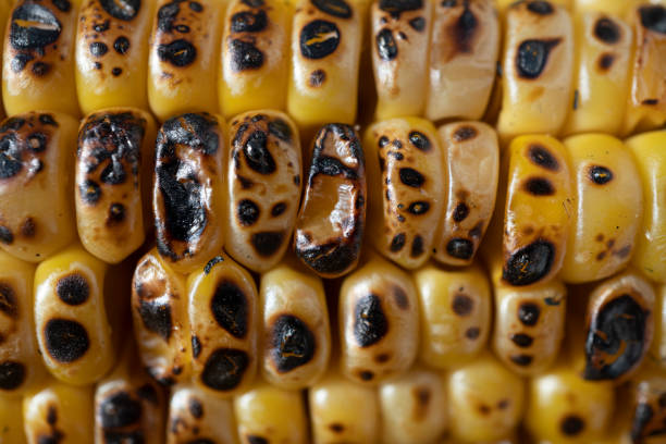 Grilled corn close-up on concrete background, traditional american holiday food