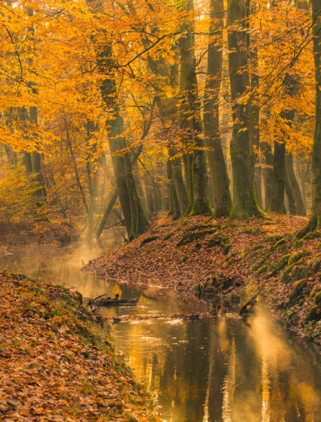 istock Creek in a fall forest during an early autumn morning 1382989201