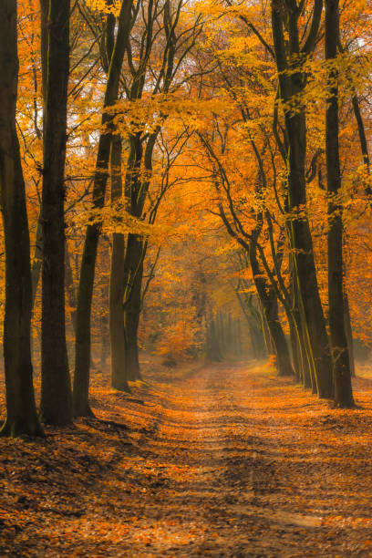 istock Creek in a fall forest during an early autumn morning 1382989307