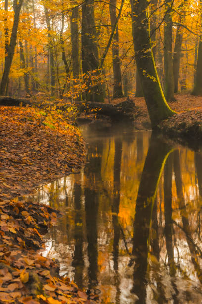 istock Creek in a fall forest during an early autumn morning 1382989359