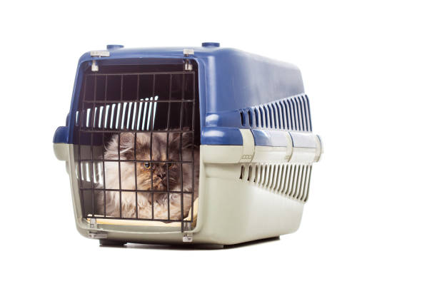 istock Chinchilla Persian cat in a pet cage 1382989386