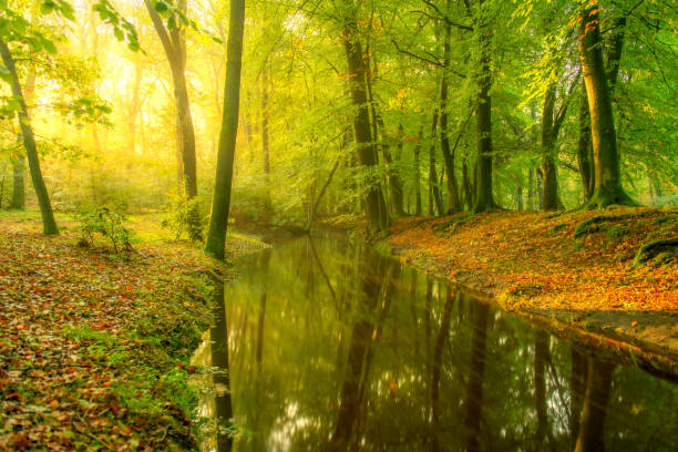 istock Creek in a bright green forest during an early fall morning 1382989409