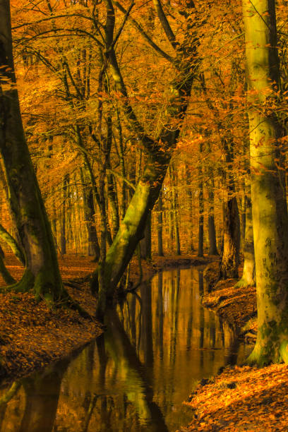 istock Creek in a fall forest during an early autumn morning 1382989485