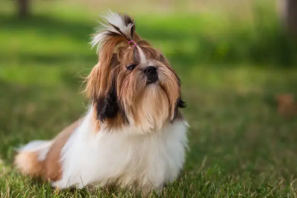 Photo of Shis Tzu puppy in a meadow