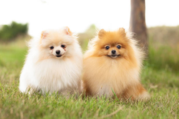 istock two Zverg Spitz, Pomeranian puppies 1382989496