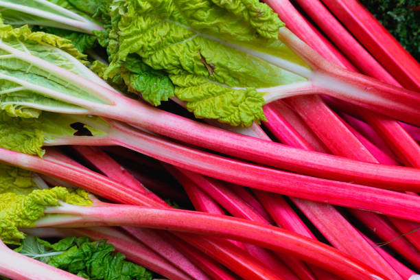 ruibarbo fresco a la venta en el mercado de alimentos - parte de planta fotografías e imágenes de stock