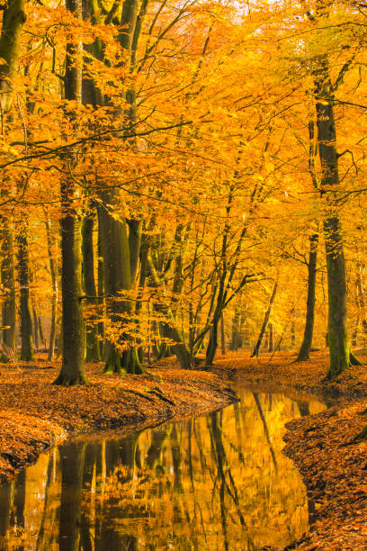 istock Creek in a fall forest during an early autumn morning 1382989522