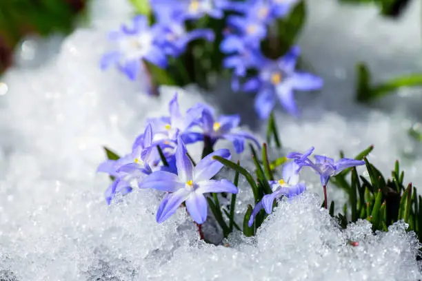 Blue flower Chionodoxa ( also known as glory-of-the-snow) covered with snow after snowfall in the spring