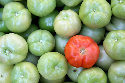 One red ripe tomato lies on a pile of green tomatoes.