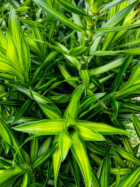 istock Beautiful green grass can be use for background 1383000224