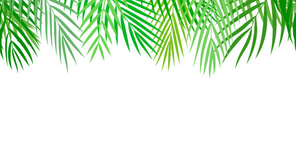 Seamless palm leaves banner on white background. Abstract background with palm leaves. This illustration is designed to make a smooth seamless pattern if you duplicate it horizontally to cover more space. coconut borders stock illustrations