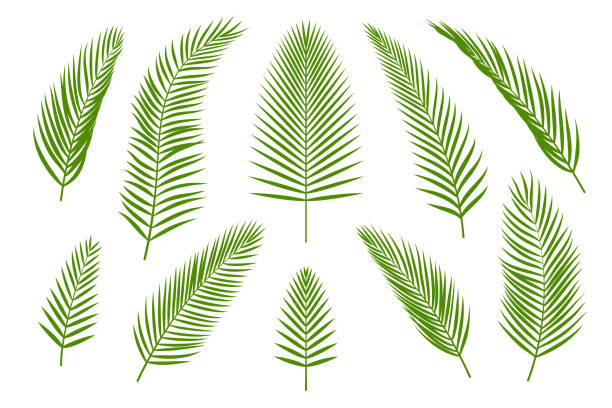 tropische grüne palmenblätter kollektion - symbol leaf white background isolated stock-grafiken, -clipart, -cartoons und -symbole