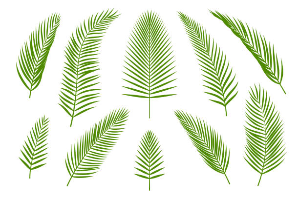 ilustraciones, imágenes clip art, dibujos animados e iconos de stock de colección de hojas de palma verde tropical - palma
