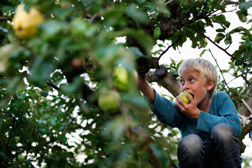 Boy eating in fruit tree