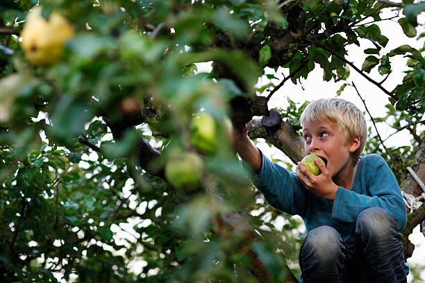Boy eating in fruit tree  only boys stock pictures, royalty-free photos & images