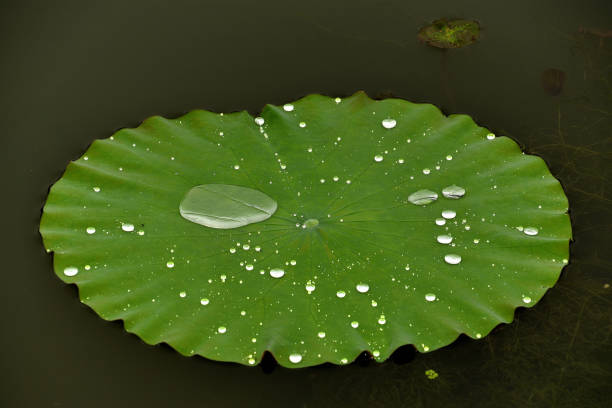 istock Water drops on lotus leaves 1383006635