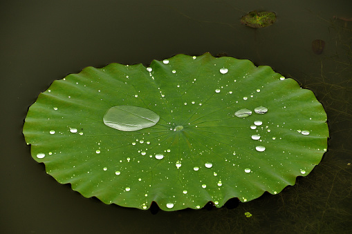 Lotus leaf droplets VD702