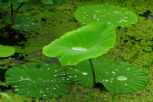 Lotus leaf droplets VD702