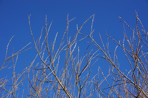 Willow catkins against clear blue sky in February