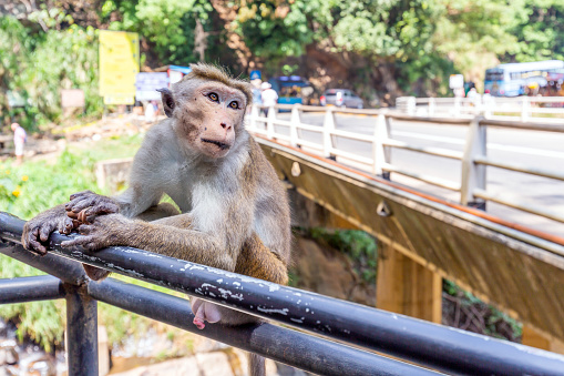 A monkey is sitting on a fence nearby Rawana Waterfall in Sri Lanka
