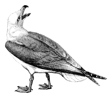 Vintage engraved illustration isolated on white background - European herring gull (Larus argentatus)