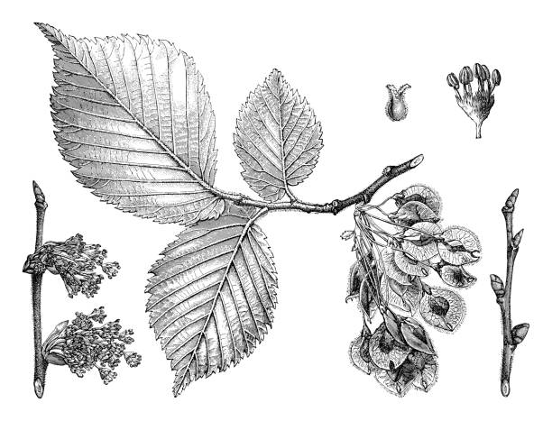 wiąz biały europejski (ulmus laevis) - ilustracja grawerowana w stylu vintage - elm tree obrazy stock illustrations
