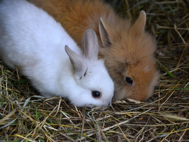 White and brown rabbits eating seeds in the grass