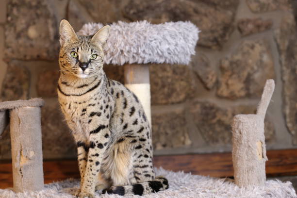 거의 서발처럼 보이는 놀라운 사바나 고양이 - animal care equipment 뉴스 사진 이미지