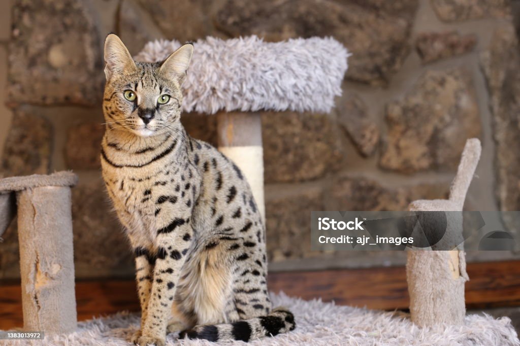 Incredible Savannah Cat that almost looks like a serval Incredible Savannah Cat that almost looks like a serval. Savannah Cat Stock Photo