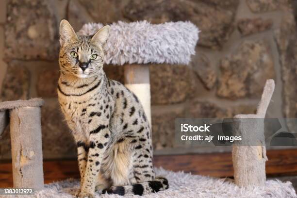 Incredible Savannah Cat That Almost Looks Like A Serval Stock Photo - Download Image Now