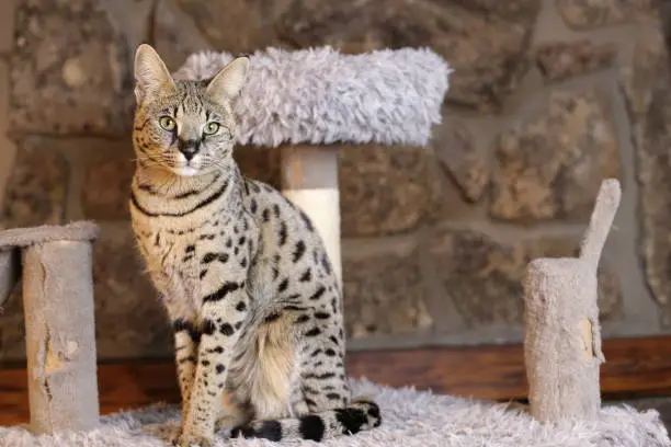 Photo of Incredible Savannah Cat that almost looks like a serval