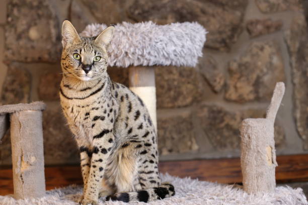 incredible savannah cat that almost looks like a serval - tame imagens e fotografias de stock