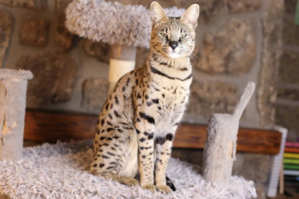 istock Incredible Savannah Cat that almost looks like a serval 1383014007