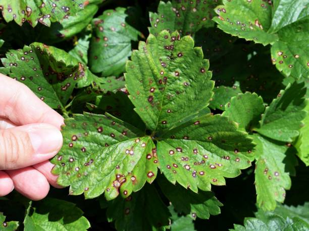 Strawberry leaf spot - widespread fungal disease caused by Mycosphaerella fragariae fungus Strawberry leaf spot - widespread fungal disease caused by Mycosphaerella fragariae fungus. Female hand shows symptoms on the foliage of garden strawberries conidiophore photos stock pictures, royalty-free photos & images