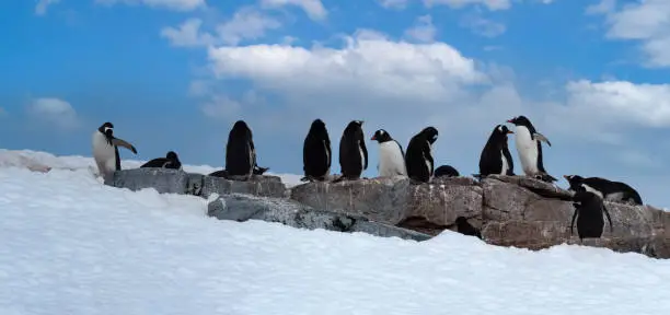 Photo of Gentoo penguzin rookeries, Damoy Point, near Port Lockroy, Palmer Archipelago, Antartctic Peninsula, Antarctica