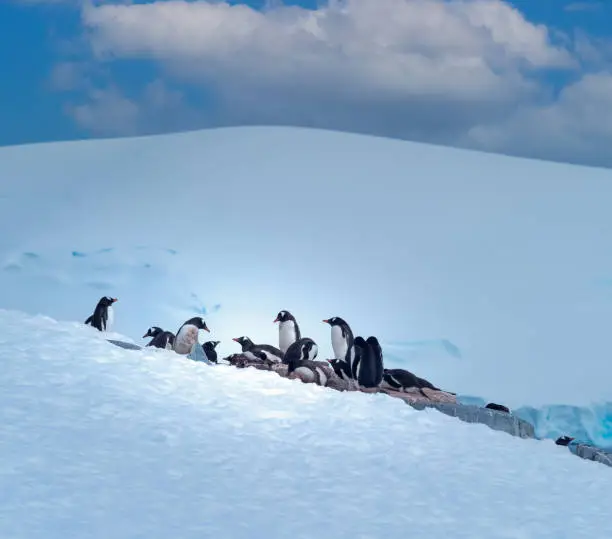 Photo of Gentoo penguzin rookeries, Damoy Point, near Port Lockroy, Palmer Archipelago, Antartctic Peninsula, Antarctica