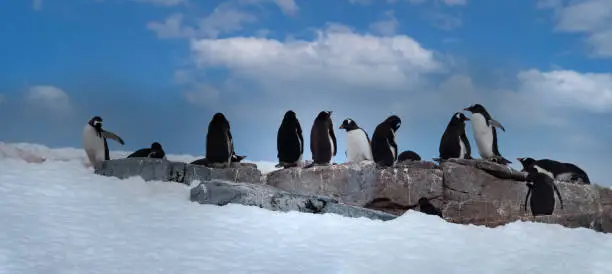 Photo of Gentoo penguzin rookeries, Damoy Point, near Port Lockroy, Palmer Archipelago, Antartctic Peninsula, Antarctica