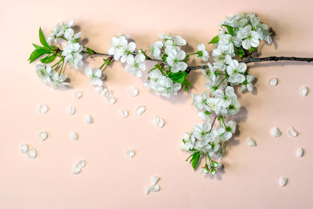 istock Composition with cherry blossoms.Greeting card, holidays, spring concept.Top view with copy space 1383017075