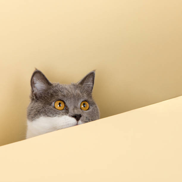 istock A cute gray cat on a yellow background, peeking out. A blank, copy space. 1383017212