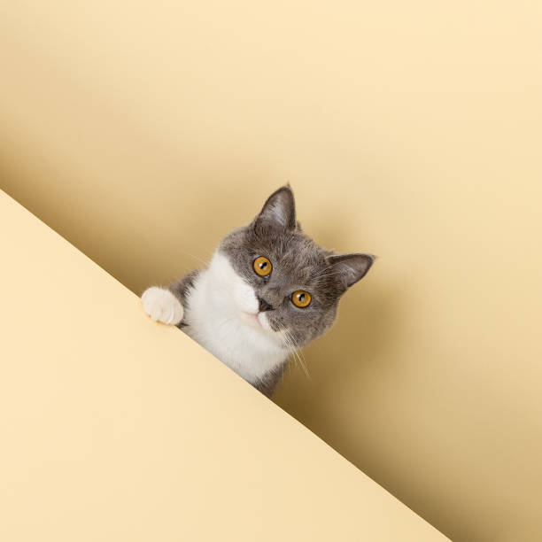 istock A cute gray cat on a yellow background, peeking out. A blank, copy space. 1383017223