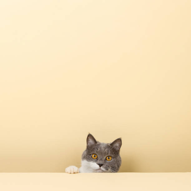 istock A cute gray cat on a yellow background, peeking out. A blank, copy space. 1383017233