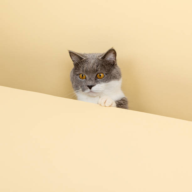 istock A cute gray cat on a yellow background, peeking out. A blank, copy space. 1383018052