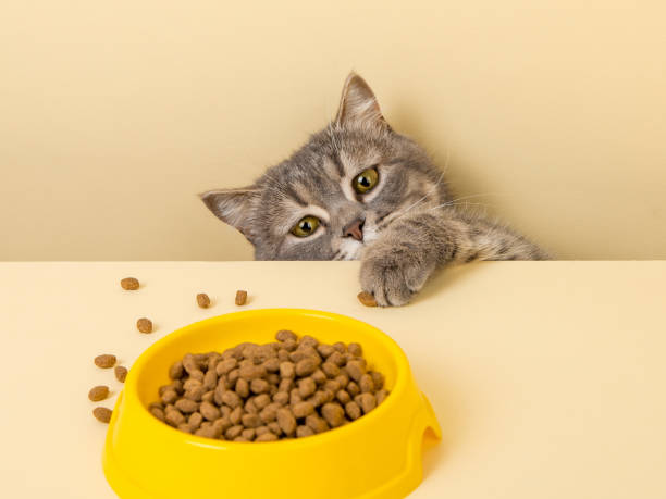 黄色い背景にかわいい灰色の猫と食べ物のボウル。彼の好きな食べ物、小さな泥棒に手を伸ばす。 - pet food animals feeding cat food cat bowl ストックフォトと画像