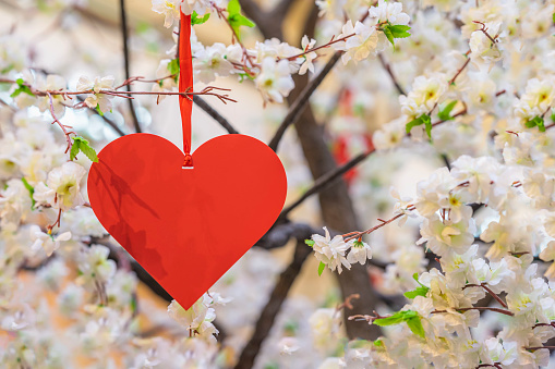 Hanging on ribbon symbolic decorative red heart on flowering trees. Concept of Valentines day, Spring, Love