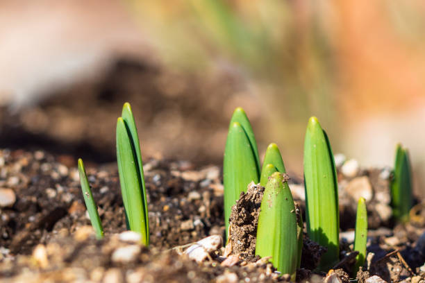 istock Young spring shoots are a new life. 1383018509